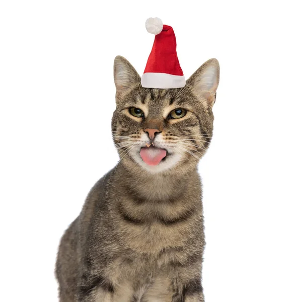 可爱的胖胖的小猫咪 戴着圣诞帽 舔着鼻子 在工作室里看着白色的背景 — 图库照片