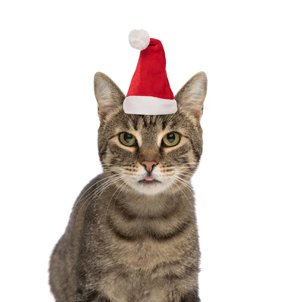 Lindo Metis Tabby Gatito Usando Navidad Sombrero Sobresaliendo Lengua Mientras — Foto de Stock