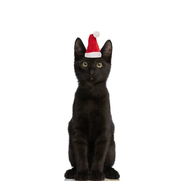 Grazioso Gatto Metis Indossa Cappello Natale Seduto Isolato Sfondo Bianco — Foto Stock