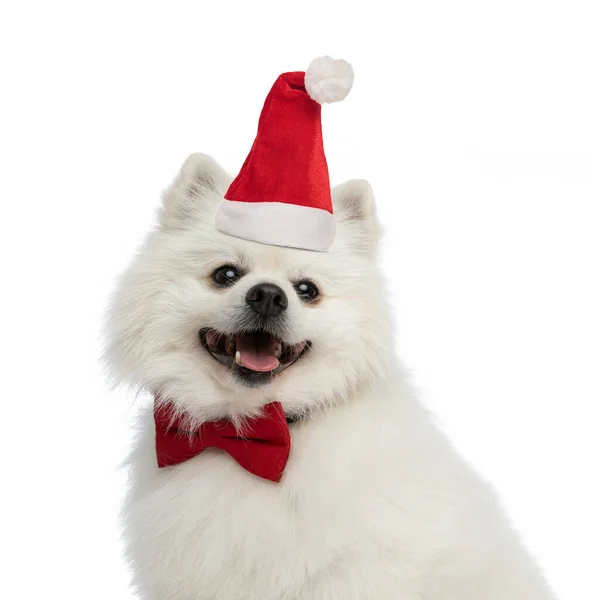 Gelukkig Pomeranian Puppy Met Rode Strikje Kerst Hoed Hijgen Weg — Stockfoto