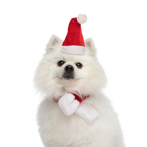 Kostbare Pomeranian Puppy Dragen Kerst Hoed Sjaal Zitten Witte Achtergrond Stockfoto