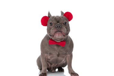 sweet french bulldog dog with tassels headband and red bowtie sitting isolated on white background in studio