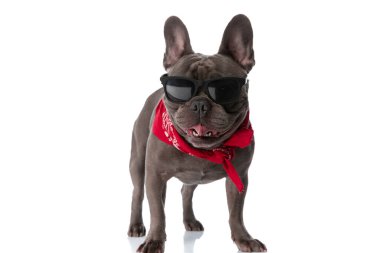 lovely frenchie dog with sunglasses and red bandana sticking out tongue and panting while standing on white background in studio