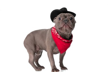 side view of beautiful bully dog with hat and bandana looking away and standing isolated on white background in studio