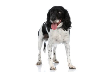 happy english springer spaniel dog sticking out tongue, panting and standing isolated on white background in studio