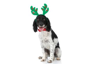 elegant english springer spaniel dog with reindeer headband sticking out tongue and panting, sitting isolated on white background in studio