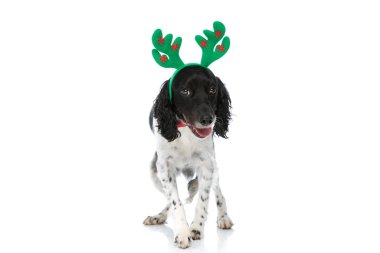 adorable english springer spaniel puppy with reindeer headband panting and walking isolated on white background in studio