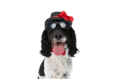 precios english springer spaniel dog with hat, sunglasses and bowtie sticking out tongue and panting sitting on white background in studio