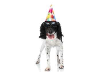 happy english springer spaniel dog with birthday hat panting, sticking out tongue and standing on white background in studio