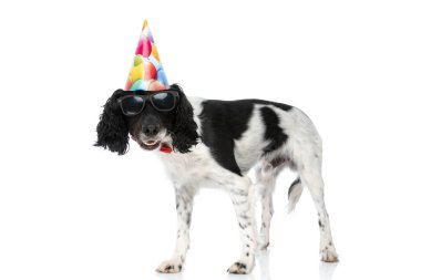 cool english springer spaniel dog with birthday hat and sunglasses celebrating party and standing on white background in studio