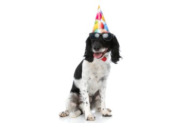 cool english springer spaniel puppy with sunglasses and birthday hat, panting and sticking out tongue while sitting on white background