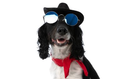 cool english springer spaniel dog with retro sunglasses, bandana and hat looking up and panting on white background in studio