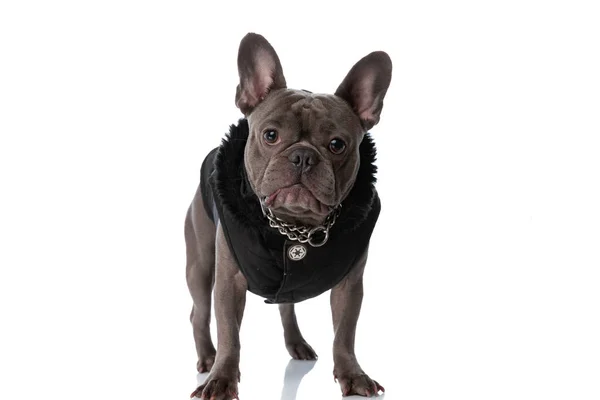 Beautiful French Bulldog Puppy Black Jacket Wearing Collar Standing Isolated — Stock Photo, Image