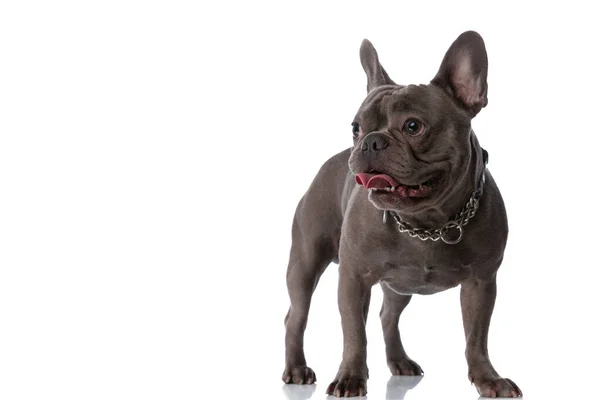 Adorable French Bulldog Puppy Collar Sticking Out Tongue Panting While — Φωτογραφία Αρχείου