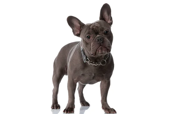 Cute French Bulldog Dog Collar Looking Away Standing Isolated White — Stock Photo, Image