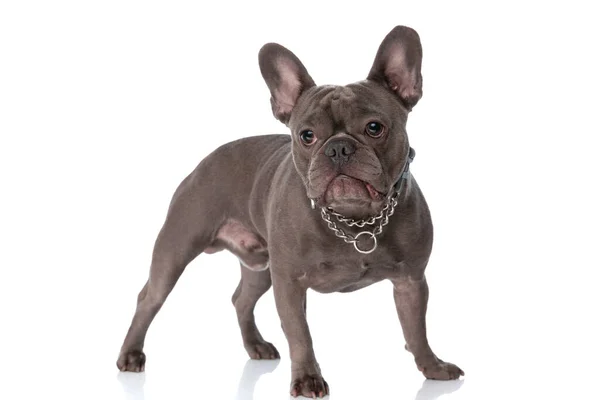 Adorable Frenchie Dog Collar Neck Looking Away Standing Isolated White — Stockfoto