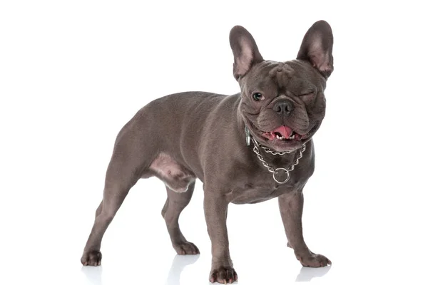 Precious Little French Bulldog Dog Winking Sticking Out Tongue While — Foto de Stock