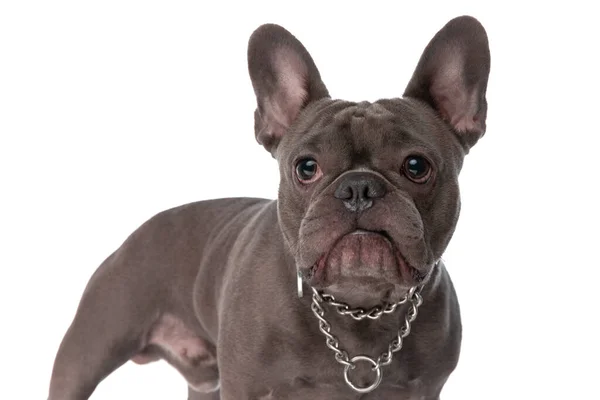 Small French Bulldog Dog Collar Looking Standing Isolated White Background — Stok fotoğraf