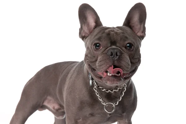 Cute French Bulldog Puppy Wearing Collar Sticking Out Tongue While — Stock fotografie