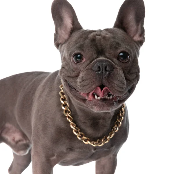 Beautiful French Bulldog Dog Golden Collar Sticking Out Tongue Standing — Foto de Stock