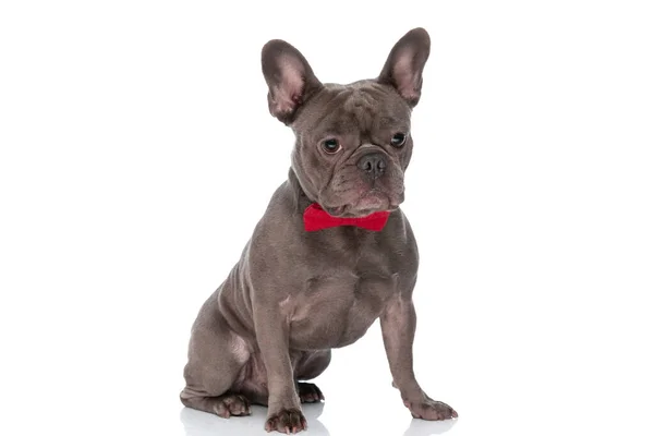 Elegante Bulldog Francés Con Corbata Mirando Hacia Abajo Sentado Aislado — Foto de Stock