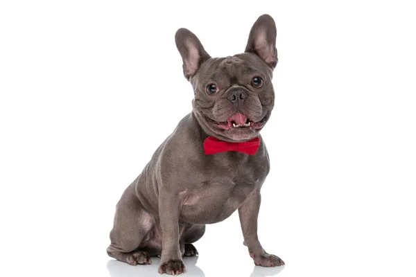 Happy Little French Bulldog Puppy Bowtie Sticking Out Tongue Looking — Stock Photo, Image