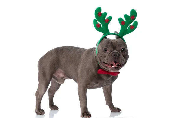 Side View Christmassy French Bulldog Puppy Reindeer Headband Bowtie Sticking — Stok fotoğraf