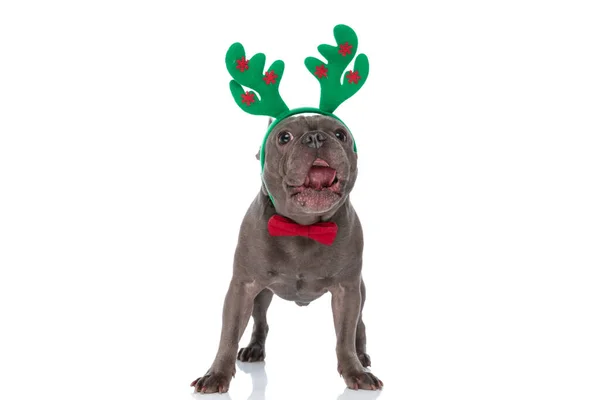 Adorable French Bulldog Dog Reindeer Headband Wearing Red Bowtie Sticking — Photo