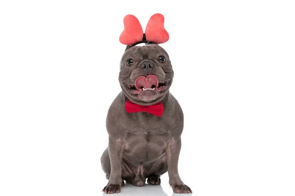 Beautiful French Bully Dog Bowtie Wearing Bow Headband Sticking Out — Stok fotoğraf