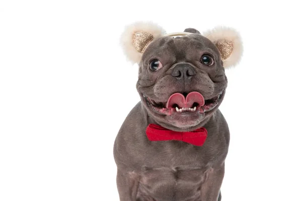 Sweet Little French Bulldog Dog Wearing Ears Headband Bowtie Looking — Stock Photo, Image