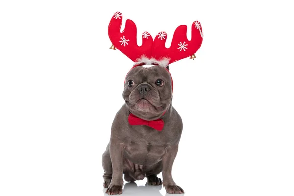 Adorable French Bulldog Puppy Christmas Headband Looking Side Wearing Bowtie — Stok fotoğraf