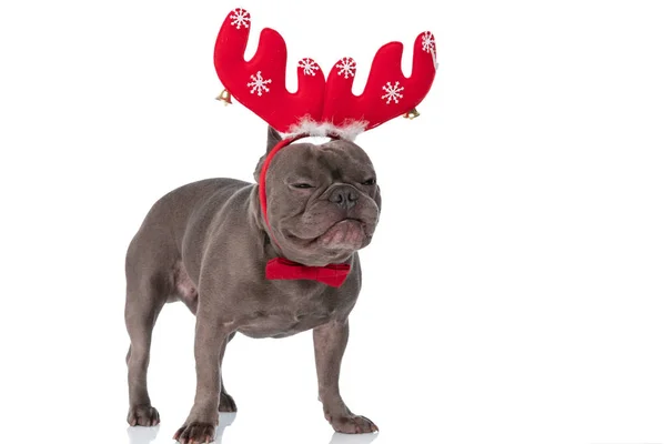 Funny Little Frenchie Dog Reindeer Ears Headband Bowtie Standing White — Zdjęcie stockowe
