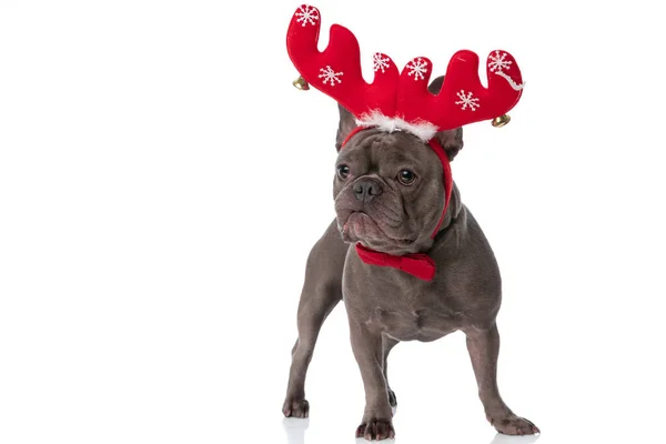Lovely French Bulldog Dog Reindeer Headband Bowtie Looking Side Standing — Zdjęcie stockowe