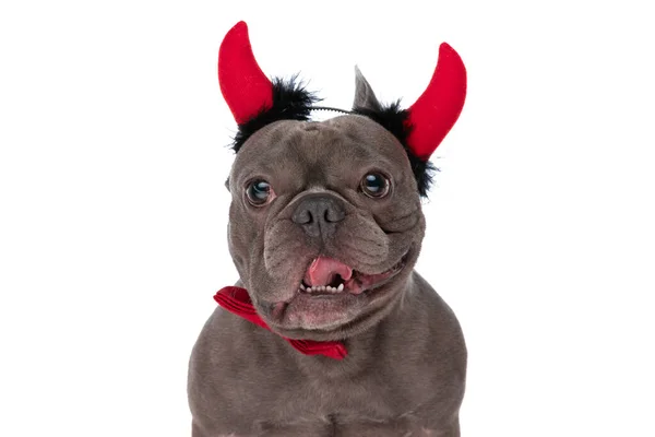 Adorable French Bulldog Dog Red Bowtie Wearing Devil Horns Headband — стоковое фото