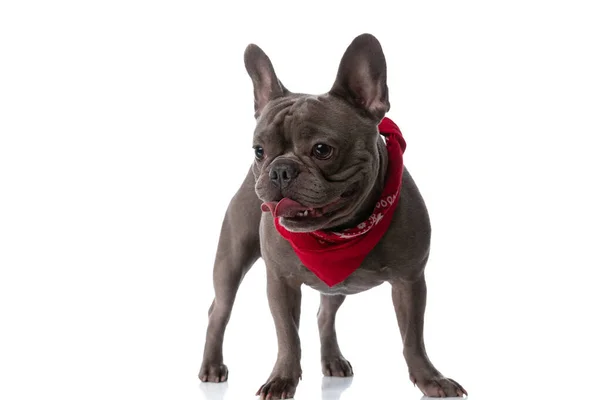 Adorable Bully Pup Wearing Red Bandana Sticking Out Tongue While — Stock fotografie