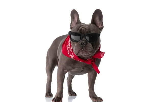 Cool French Bulldog Red Bandana Wearing Sunglasses Standing Isolated White — Zdjęcie stockowe