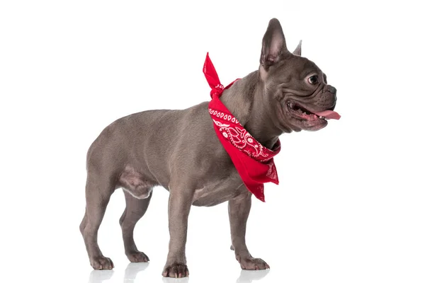 Side View Little French Bulldog Dog Bandana Sticking Out Tongue — Fotografia de Stock