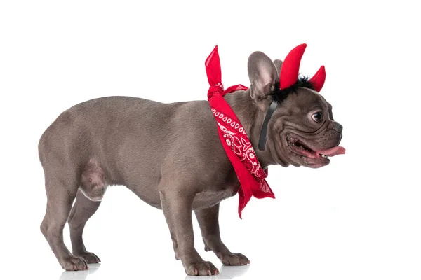 Side View Cute French Bulldog Dog Bandana Devil Horns Headband — 스톡 사진