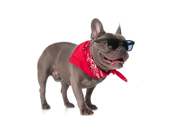 Precious French Bulldog Glasses Bandana Sticking Out Tongue Looking Side — Fotografia de Stock