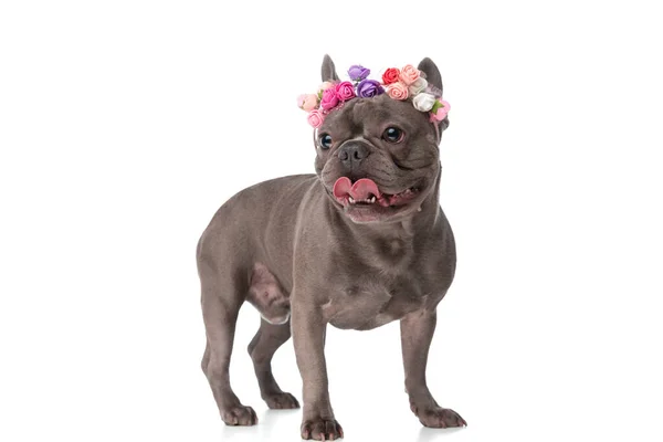 Encantador Frenchie Perro Con Flores Diadema Mirando Lado Jadeando Mientras —  Fotos de Stock