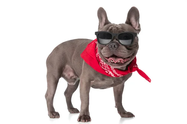 Cool French Bulldog Puppy Bandana Sunglasses Sticking Out Tongue Panting — Zdjęcie stockowe