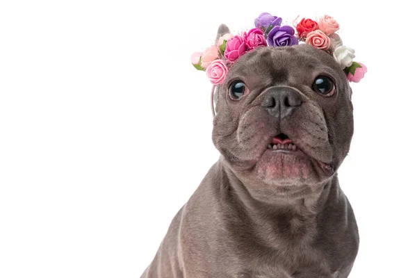 Lindo Pequeño Frenchie Perro Usando Flores Diadema Mirando Hacia Arriba —  Fotos de Stock
