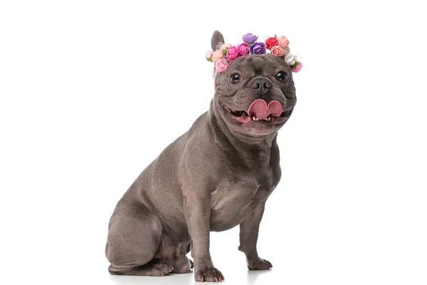 Hermoso Perro Bulldog Francés Con Flores Diadema Jadeando Sobresaliendo Lengua —  Fotos de Stock