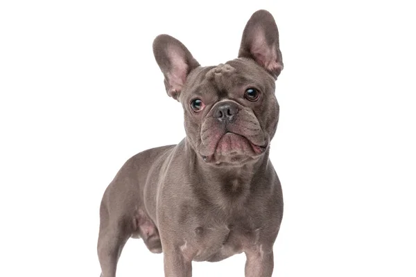 Cute Frenchie Dog Looking Away Standing Isolated White Background Studio — Stock fotografie