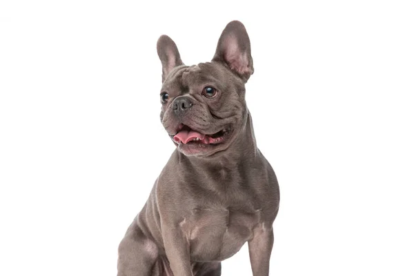 Adorable French Bulldog Puppy Panting Sticking Out Tongue Looking Side — Stok fotoğraf