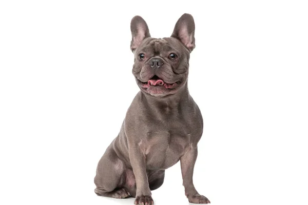 Sweet Small French Bulldog Puppy Looking Away Sticking Out Tongue — Stock fotografie