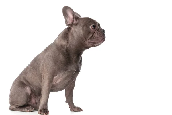 Side View Lovely Frenchie Dog Looking Side Sitting Isolated White — Stock fotografie