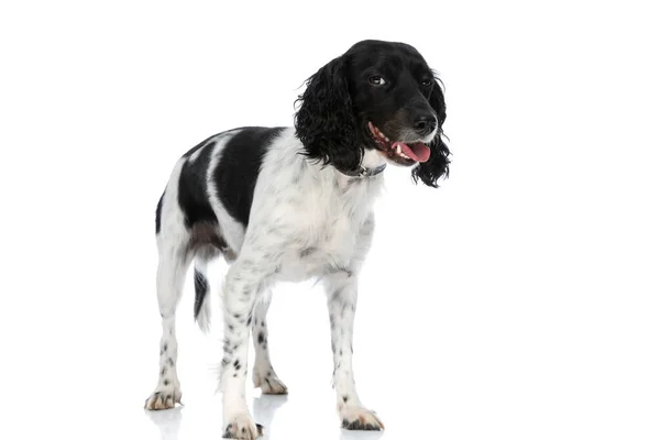 Beautiful English Springer Spaniel Dog Sticking Out Tongue Looking Away — Fotografia de Stock