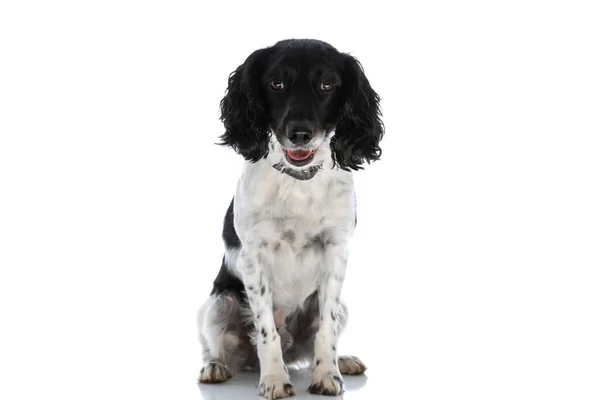 Cute English Springer Spaniel Dog Panting Looking Sitting Isolated White — Foto Stock