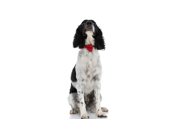 Curious Little English Springer Spaniel Puppy Red Bowtie Looking Sitting — Zdjęcie stockowe